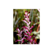 Tsa fumaria officinalis 50ml