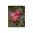 Tsa harpagophytum 50ml