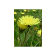 Tsa hieracium pilosella 50ml