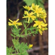 Tsa hipericum perforatum 50ml