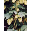 Tsa humulus lupulus 50ml