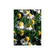 Tsa matricaria chamomilla 50ml
