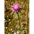 Tsa sylibum marianum 50ml