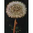 Tsa taraxacun officinalis 50ml