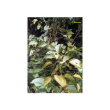 Tsa uncaria tomentosa 50ml