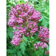 Tsa valeriana officinalis 50ml