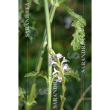 Verbena 100ml gocce