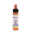 Walnut essenza 10ml