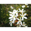 Wedding bush essenza 15ml