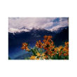 Well being essenza 15ml