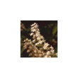 White chestnut 15ml korte