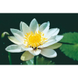 White nymphe water 15ml aust