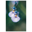 Wild violet 15ml