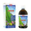 Winter planta slim depuraty