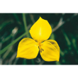 Yellow flag flower 15ml aust