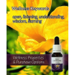 Yellow leschenaultia 15ml aust