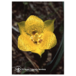 Yellow star tulip 7,4ml calf