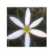 Zerphyr Lily10ml
