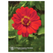 Zinnia ess 7,4ml calf
